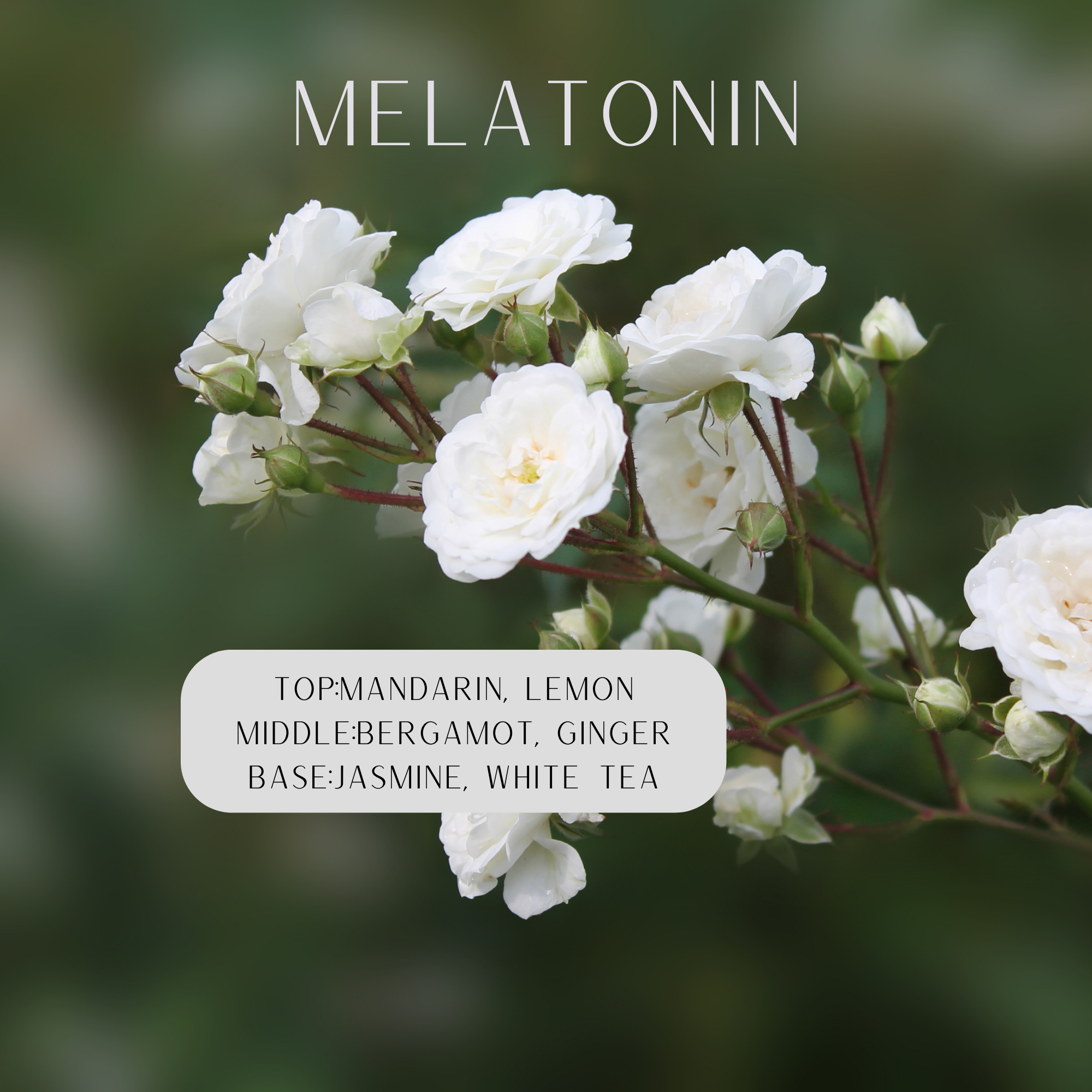White flowers blurred green background says melatonin top: mandarin, lemon middle: bergamot, ginger base: jasmine, white tea